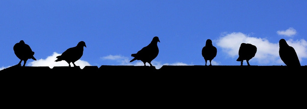 birds on roof