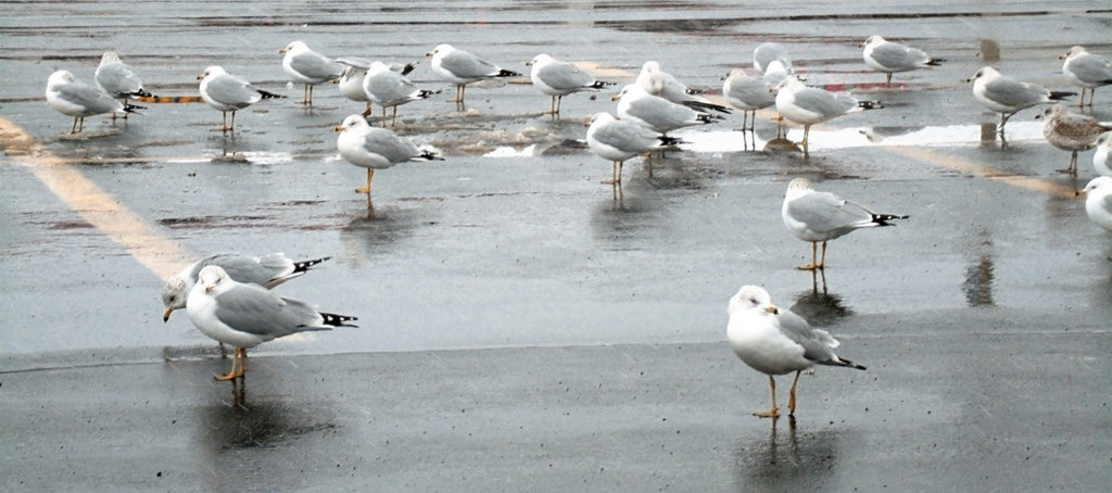 seagulls in parking lot