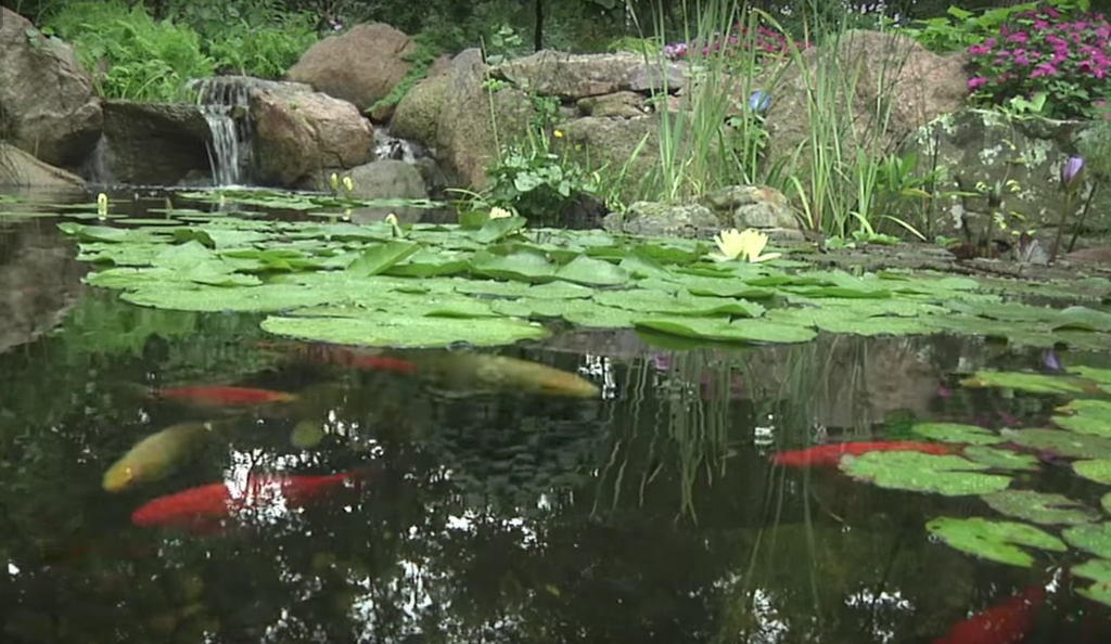 aquascape DIY backyard pond