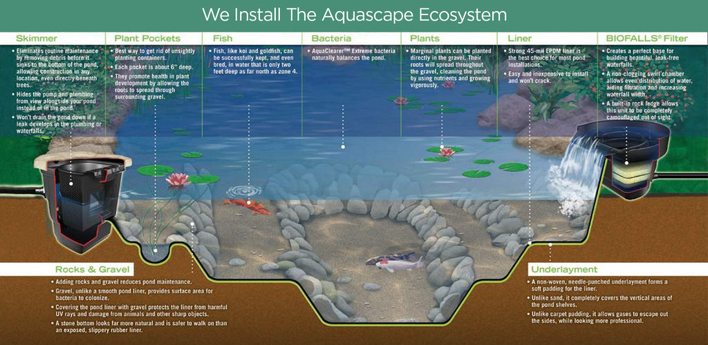 aquascape ecosystem cross-section view with callouts