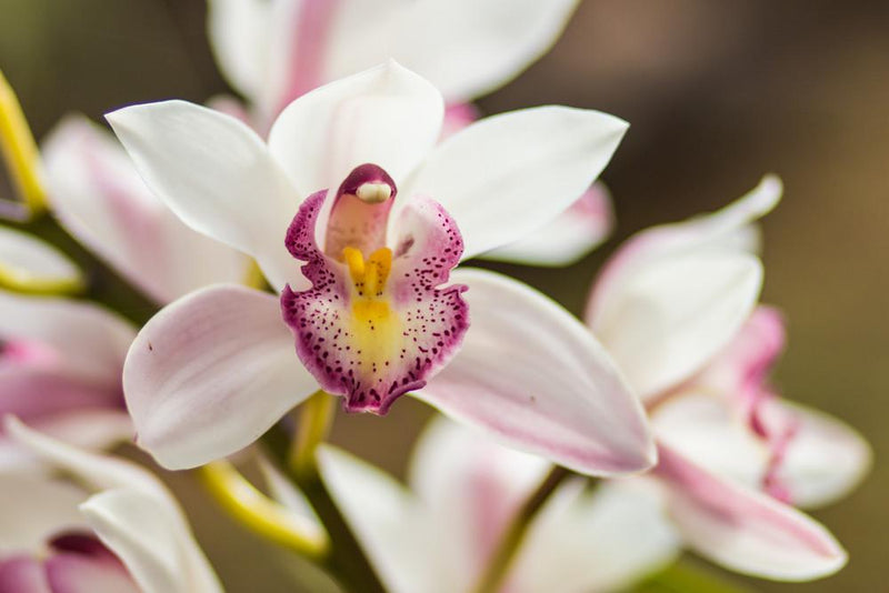 Cymbidium Orchid White 