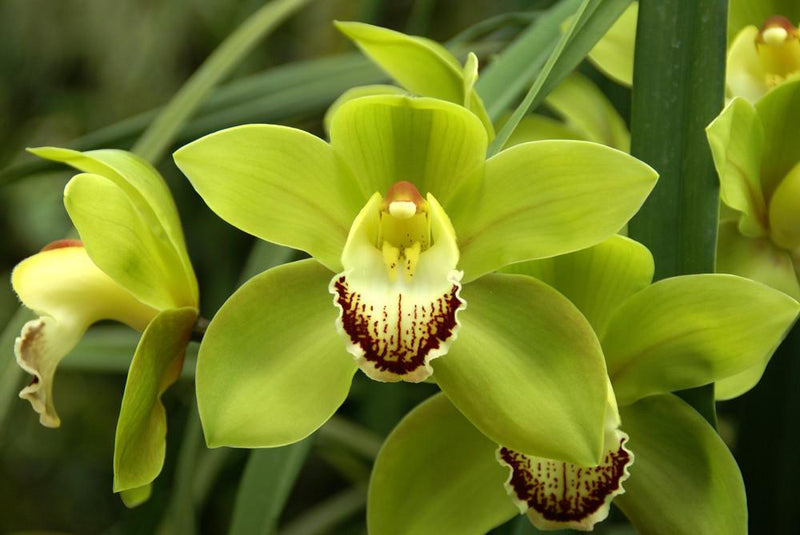 Cymbidium Orchids Green 7809