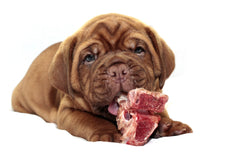 Dogue de Bordeaux puppy chewing on raw dog food