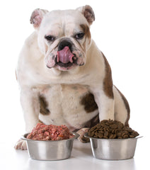 Kibble vs Raw Dog Food