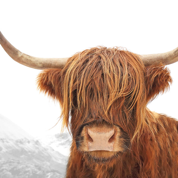 Highland Cow Art Print (Colour) Little Ink Empire