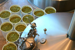 Whole hops waiting to be added to a batch