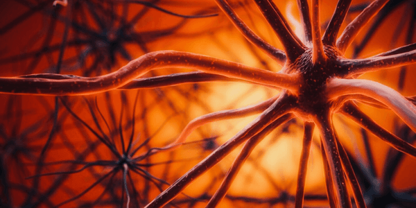 Graphic visualization of human brain nerve cells.