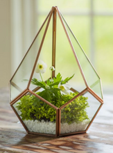 Glass Terrariums