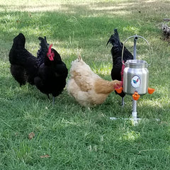 Chickens Drinking With Cup Waterers