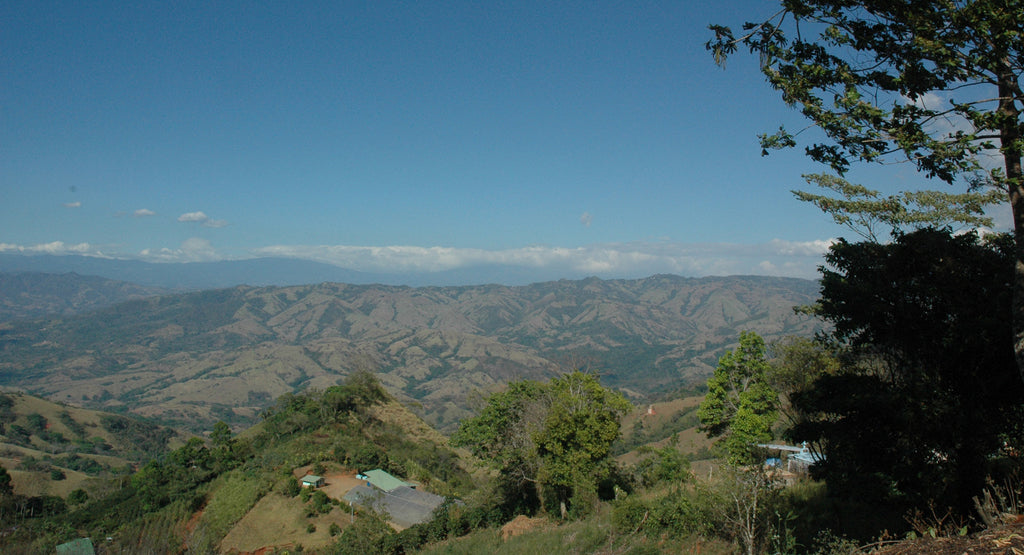 Julius Coffee - Costa Rica Mountains