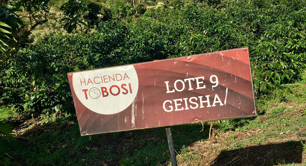 Julius Coffee - Geisha Tobossi