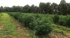 Hemp Farm in West Virginia using Suite Leaf Plant Nutrients