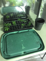Clones ready for transplanting. From: How To Transplant MJ Clones by Suite Leaf Plant Nutrients