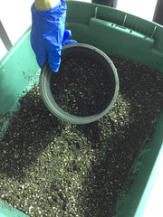 Transferring soil into pot. From: Step-by-step, How To Transplant MJ Clones by Suite Leaf Plant Nutrients