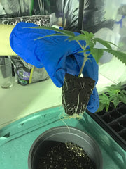 Cannabis clone with roots From: Step-by-step, How To Transplant MJ Clones by Suite Leaf Plant Nutrients