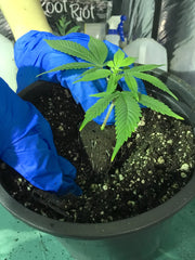 From: Step-by-step, How To Transplant MJ Clones by Suite Leaf Plant Nutrients