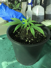 From: Step-by-step, How To Transplant MJ Clones by Suite Leaf Plant Nutrients