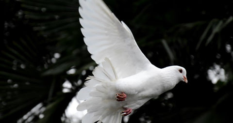 Doves - Symbolism in Tracy Hibsman Studio Christian Jewelry