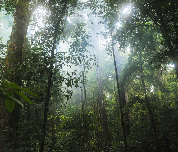 mangrove trees.