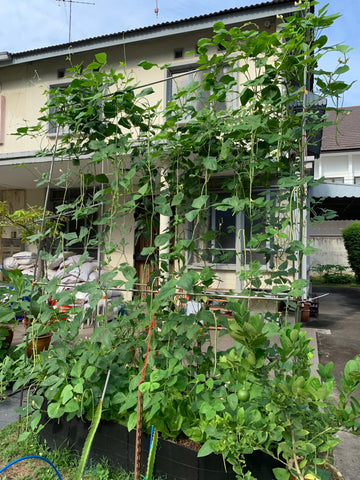 long beans, urban farm singapore, seeds, french beans, everything green