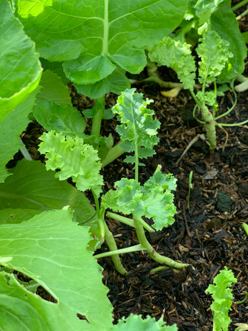 green kale, russian kale, curly kale, singapore, grow, buy seeds, organic, everything green
