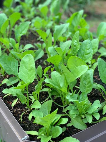 spinach leaves, baby spinach, microgreens, singapore, seeds, organic, gmo free, buy, online