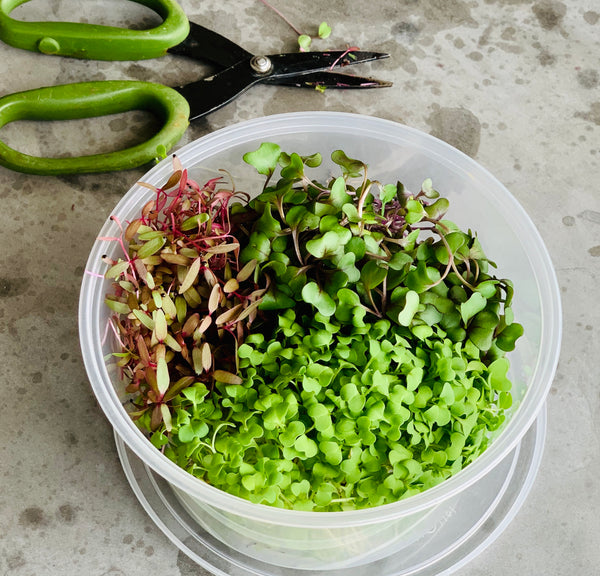 harvest, microgreens, singapore, everything green, how to, store, keep, eat, 