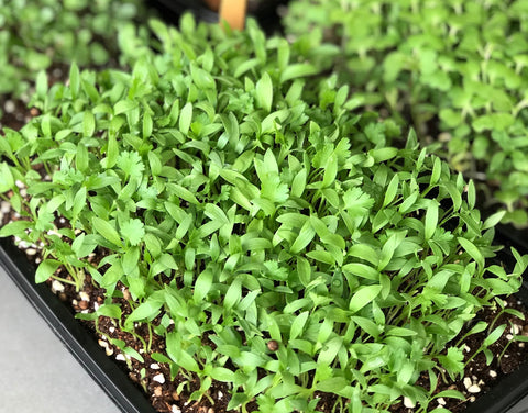 coriander, cilantro, grow, how to grow, microgreens, singapore, what soil should i use to grow coriander cilantro