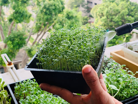 watering your microgreens, how to water microgreens, sprouts, 