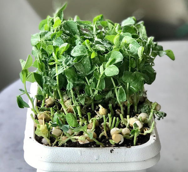 harvesting pea shoots