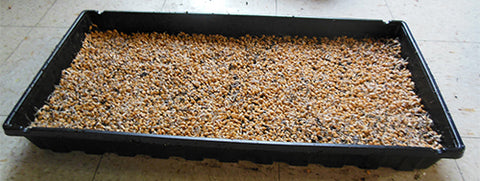 sow wheatgrass on tray, spread seeds for planting on tray, 