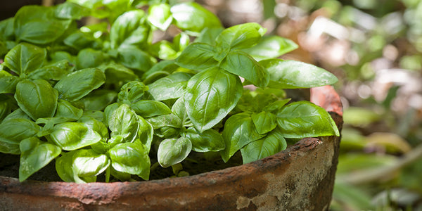 grow basil in singapore, problems growing basil, basil seeds singapore, how to grow basil from seeds, problems with basil growing, companion plant for basil