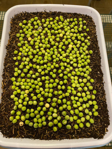 how to sow microgreen seeds, how many microgree seeds should I sow, how to plant microgreen seeds, singapore, everything green, everythinggreen