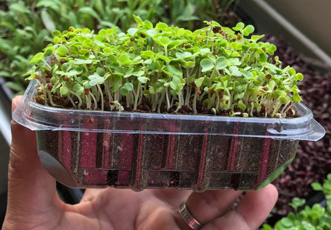 growing plants in plastic trays, microgreen trays, growing microgreens at home