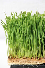 hard red wheatgrass, grow wheatgrass, singapore, nutritious, healthy, juice, wheatgrass juice, terrafibre mat, hemp 