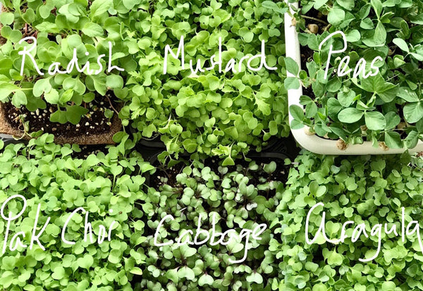 Troubleshooting microgreens, how to grow microgreens, why do my microgreens, germinate, mold, rot, weedy, yellow, 