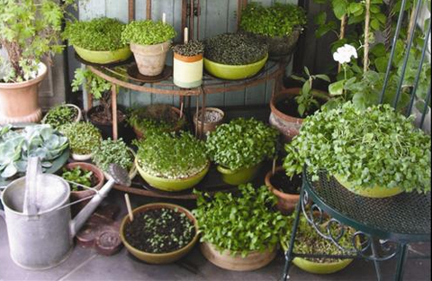 grow microgreens at home, everythinggreen, everything green, singapore