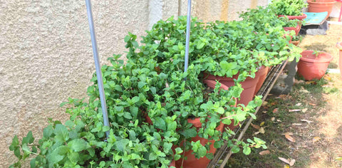 urban farming singapore, mint, growing mint, 