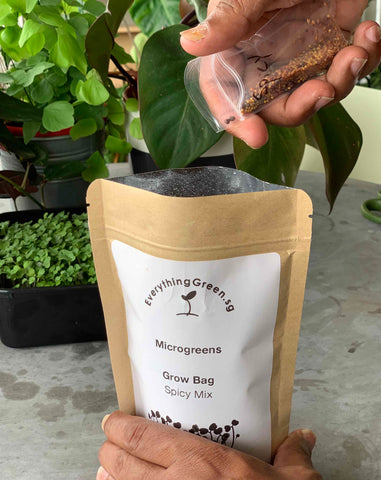 how to sow microgreens, microgreens grow bag, microgreen starter kit, singapore, everything green