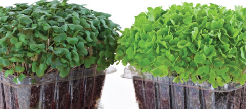 how to grow microgreens, singapore, what should i plant my microgreens in, can i plant my microgreens in, repurpose containers, repurpose plastic, recycle plastic