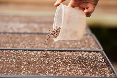 how to sow microgreen seeds, how many seeds should i use for growing microgreens, microgreen seeds per tray, singapore, everything green,