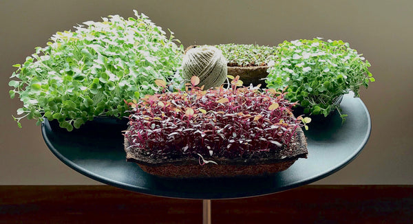 how to plant microgreens, Growing sustainable urban farm at home in singapore
