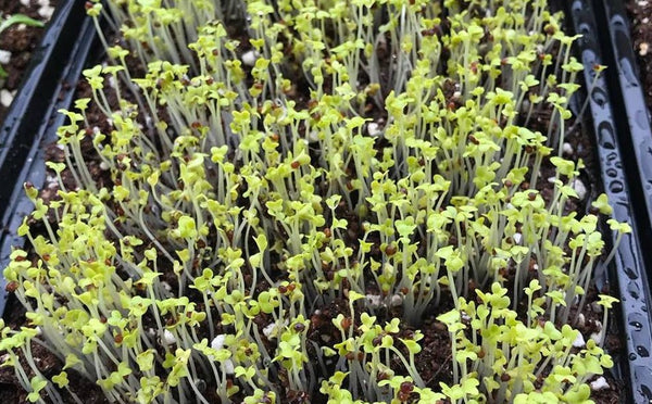 problems growing microgreens yellow 