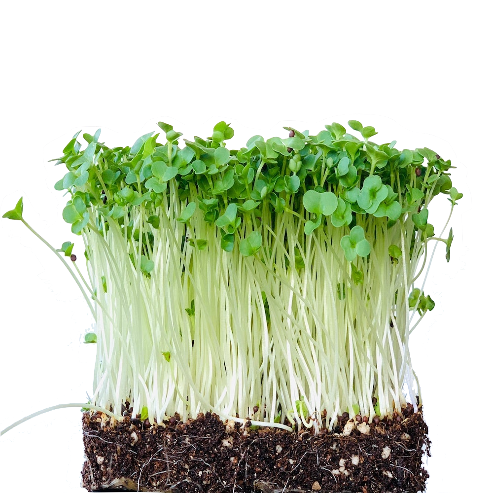 Sprouts broccoli Broccoli Sprouts: