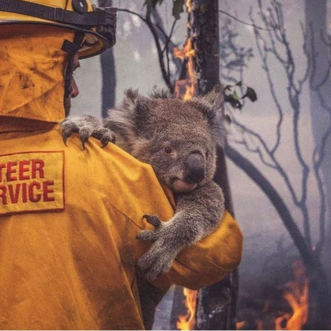 Koala rescued from Australian Bushfire