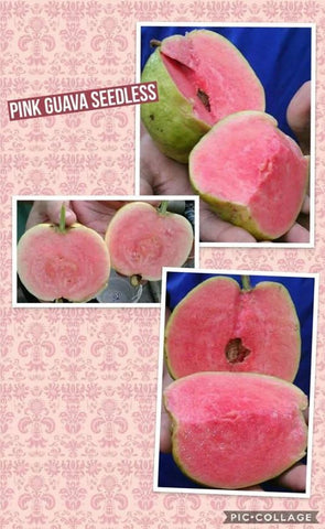Seedless Pink Guava - Malaysia Online Plant Nursery
