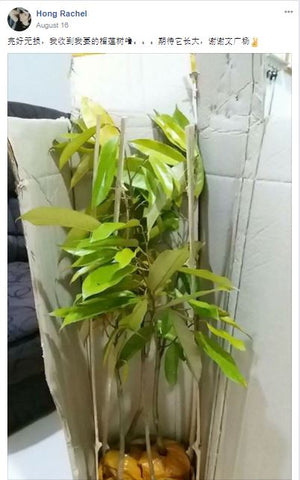 Pokok2 durian Customer dah selamat sampai di rumahnya di East Msia Tanpa SEBARANG kerosakan.Syukurr