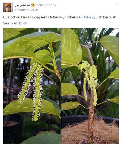 Mulberry Panjang Customer dah berbuah lebat!