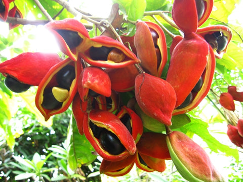 NURSERY KEBUN BANDAR - Pokok Berangan Taiwan(chestnut)