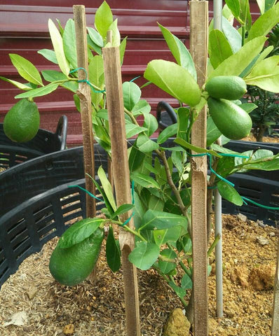 NURSERY KEBUN BANDAR - POKOK BUAH YANG BOLEH DITANAM DALAM PASU